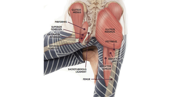 hip-Joints